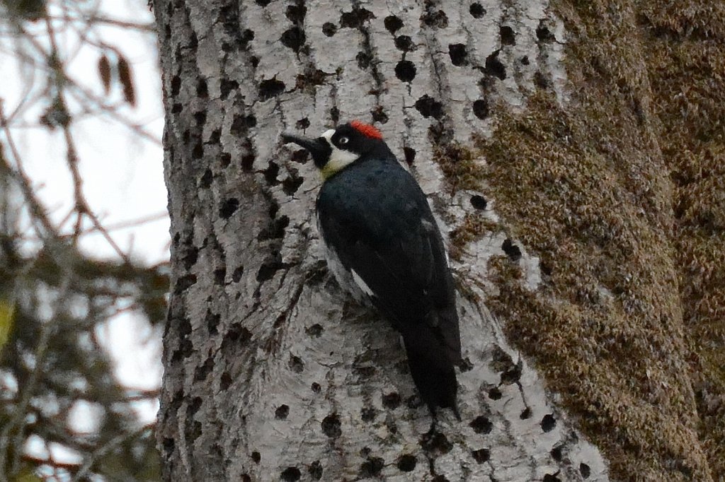 Woodpecker, Acorn, 2015-06142161 Point Reyes National Seashore, CA.JPG - Acorn Woodpecker. Point Reyes National Seashore, CA,6-14-2015